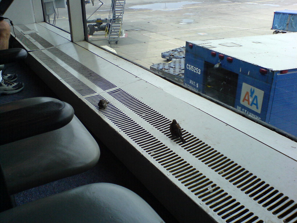 Birds in the departure lounge