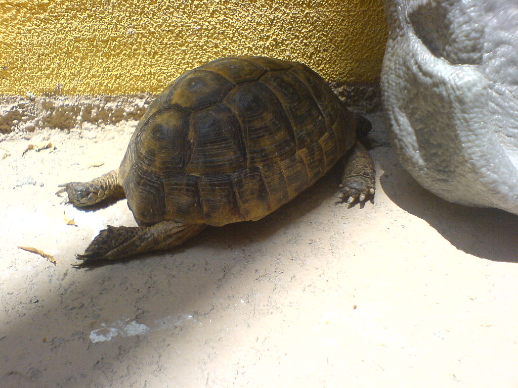 Sunbathing Tortoise
