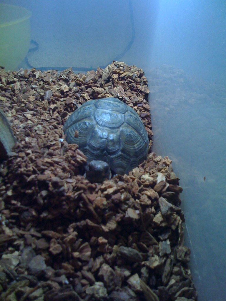 Snug Tortoise