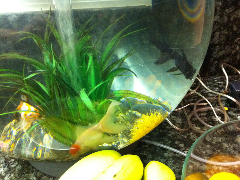 Introducing our 2 new fish. Raspberry and, er, Fish.